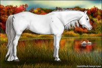 Horse Color:Brown Appaloosa 