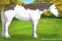 Horse Color:Silver Black Splash