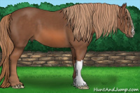 Horse Color:Liver Chestnut 