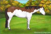 Horse Color:Bay Splash 
