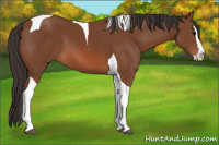 Horse Color:Bay Splash Tobiano