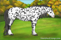 Horse Color:Black Splash Appaloosa 