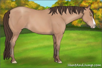 Horse Color:Amber Champagne Splash