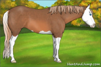 Horse Color:Chestnut Splash 