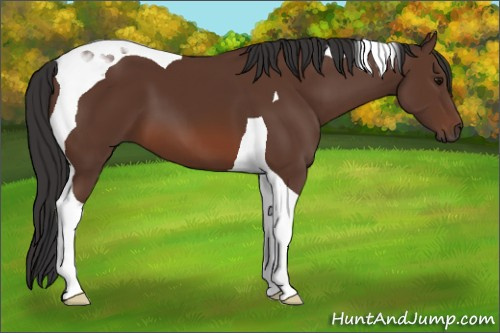 Horse Color: Bay Tobiano 