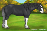 Horse Color:Black Splash 