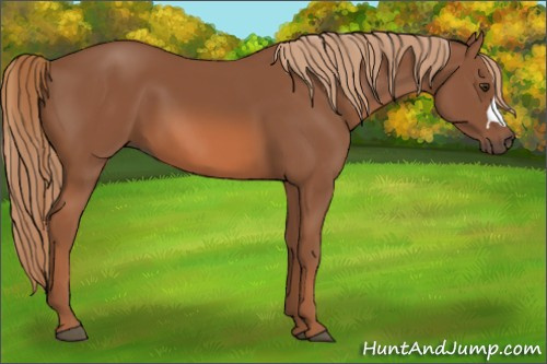 Horse Color: Liver Chestnut 