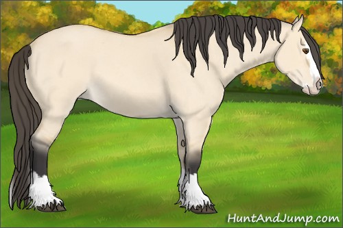 Horse Color: Buckskin Roan Dun Splash 