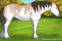 Horse Color:Bay Dun Splash 