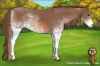 Horse Color:White Spotted Liver Chestnut 