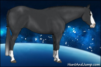 Horse Color:Black Splash