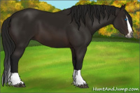 Horse Color:Gray Bay Splash 
