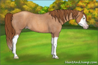 Horse Color:Gray Gold Champagne Roan Splash 