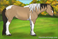 Horse Color:Gray Buckskin Dun Tobiano