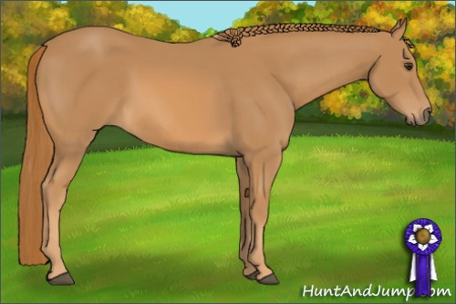 Horse Color: Chestnut 