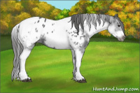Horse Color:White Spotted Black Splash Tobiano Frame Appaloosa 