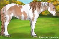 Horse Color:Chestnut Splash Tobiano 