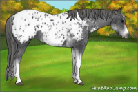 Horse Color:White Spotted Black Splash Tobiano Frame Near Leopard 