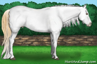 Horse Color:Buckskin Roan Dun Sabino Frame Appaloosa