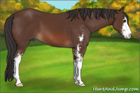 Horse Color:Bay Sabino 