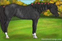 Horse Color:Liver Chestnut Rabicano 