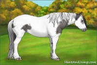 Horse Color:Grullo Ice Roan Splash Tobiano Frame 