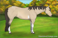 Horse Color:Buckskin Dun Tobiano