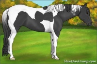 Horse Color:Smoky Black Tobiano 