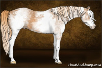 Horse Color:White Spotted Chestnut Splash 