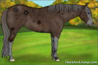 Horse Color:ERROR: UNKNOWN ANOMALY