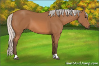 Horse Color:Silver Bay 