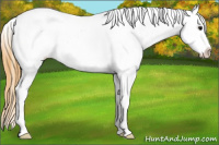 Horse Color:Buckskin Ice Appaloosa