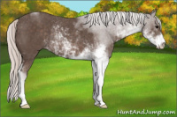 Horse Color:Silver Black Sabino Rabicano 