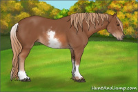 Horse Color:White Spotted Chestnut Sabino