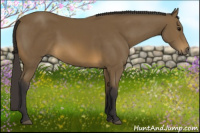 Horse Color:Buckskin 