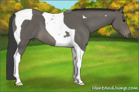 Horse Color:Brown Tobiano