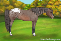 Horse Color:Bay Sabino Appaloosa Rabicano 
