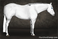 Horse Color:Gray Chestnut Splash Near Leopard 