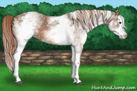 Horse Color:White Spotted Chestnut Splash 