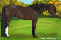 Horse Color:Gray Bay 