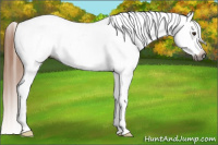 Horse Color:Gray Chestnut Appaloosa