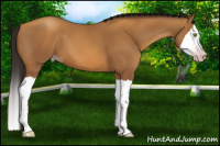 Horse Color:Gray Amber Champagne Splash 