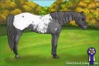 Horse Color:Brown Appaloosa 