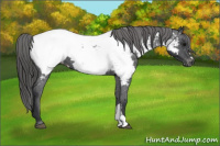 Horse Color:Brown Appaloosa