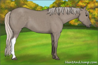 Horse Color:Silver Grullo 