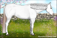 Horse Color:Chestnut Splash Appaloosa 