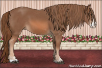 Horse Color:Chestnut Sabino