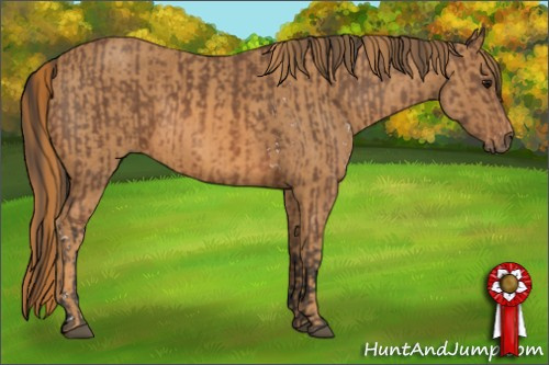 Horse Color: White Spotted Bay  Brindle