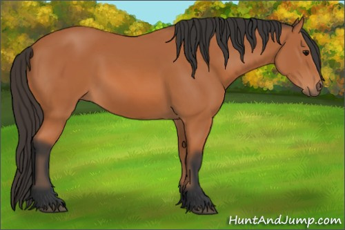 Horse Color: Bay 