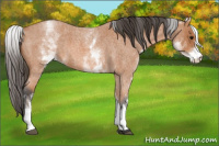 Horse Color:White Spotted Bay Roan